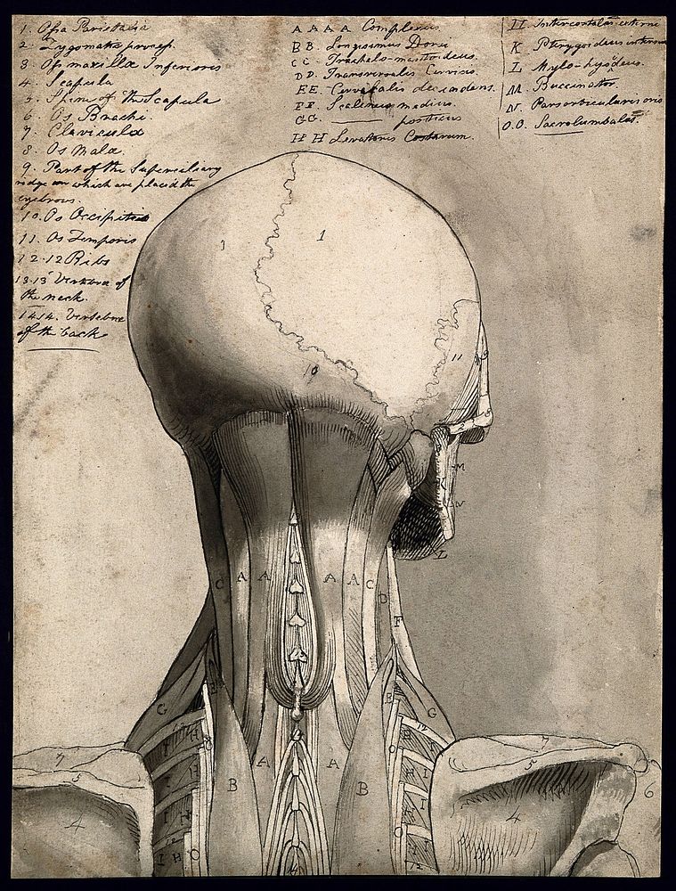 Muscles of the head and neck: écorch ́figure seen from behind. Pen and ink wash, by C. Landseer, ca. 1815.