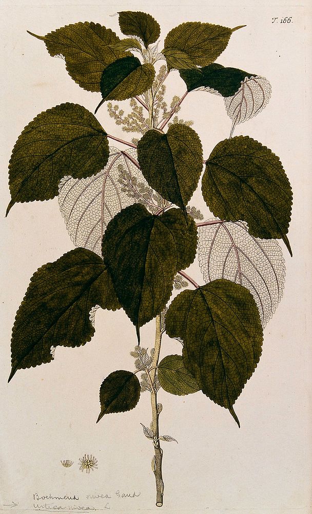 Nettle (Urtica nivea L.): flowering stem with separate flower and fruit. Coloured engraving after F. von Scheidl, 1772.