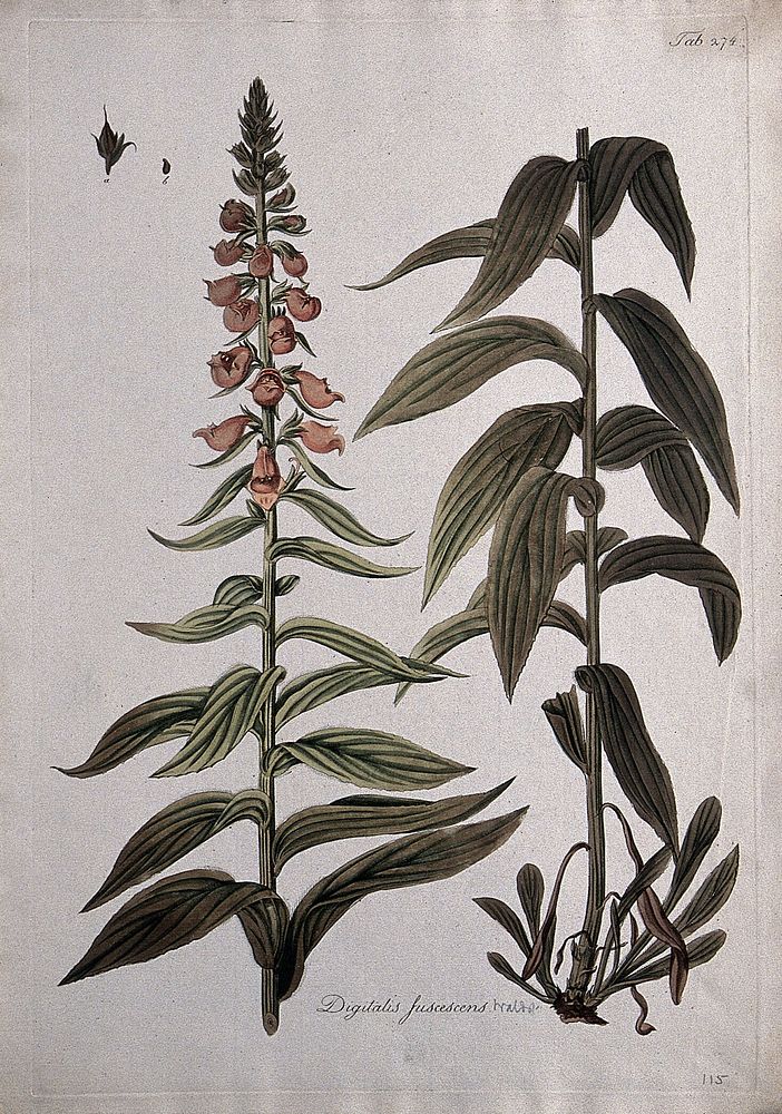Foxglove (Digitalis fuscescens): two sections of the flowering stem with separate fruit and seed. Coloured etching after J.…