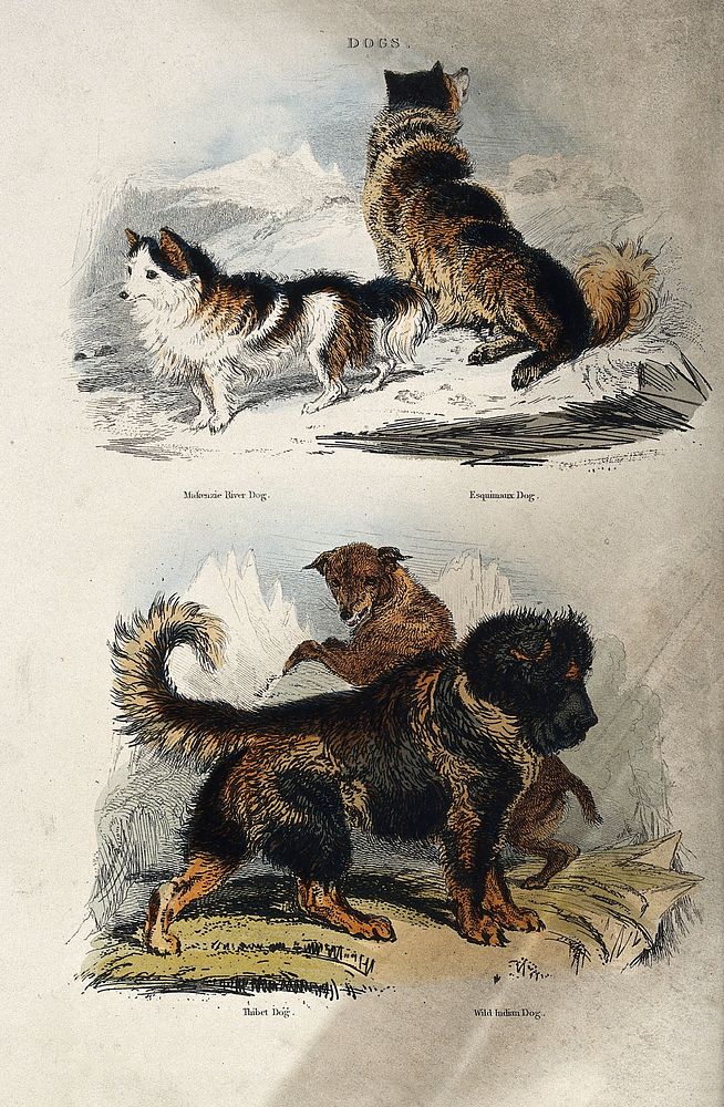 Four dogs: Above, a Makenzie River dog and a Esquimaux dog, below, a Thibet dog and a Wild Indian dog. Coloured etching by…