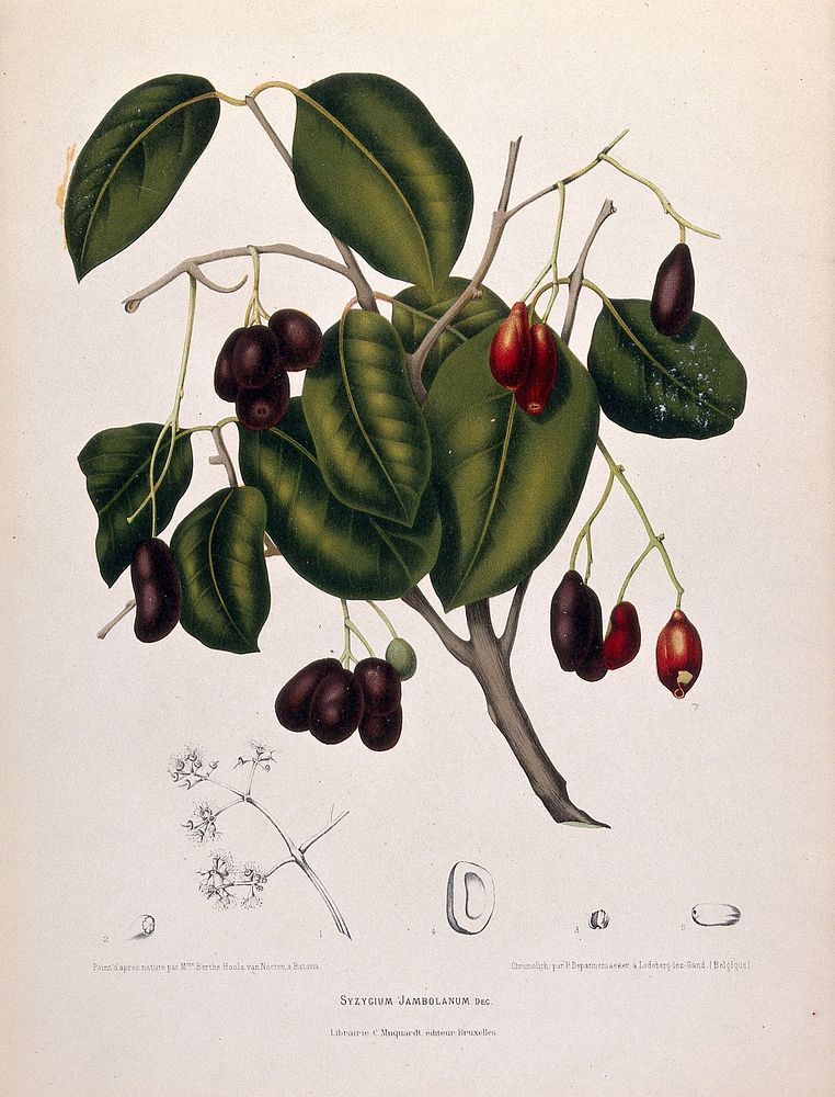 Jambolan or Java plum (Eugenia jambolana Lam.): fruiting branch with numbered figures of inflorescence and sectioned flower…