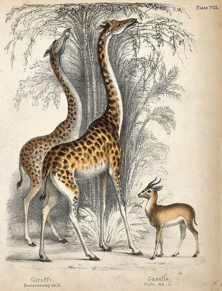 Two giraffes eating from the crown of trees with a gazelle standing nearby. Coloured chalk lithograph.