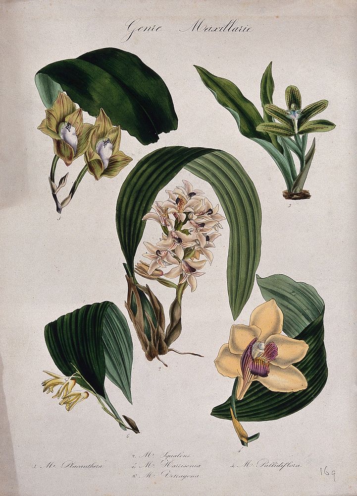 Five orchids, all species of the genus Maxillaria: flowering stems. Coloured lithograph.