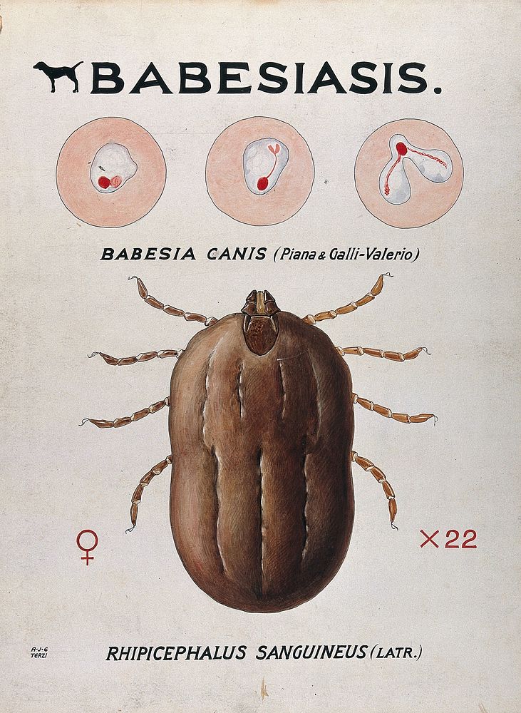 Life-cycle stages of the parasite Babesia canis and its vector, the kennel tick (Rhicephalus sanguineus). Coloured drawing…