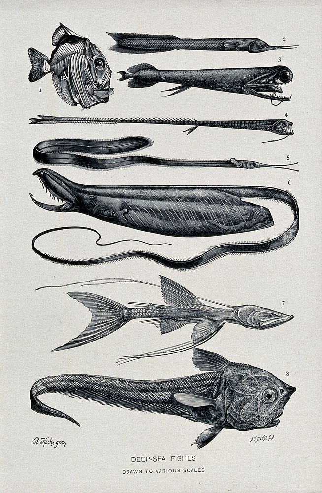 A variety of deep-sea fishes, some skeletal, including the deep-sea eel. Line block after a wood engraving by J. G. Flegel…