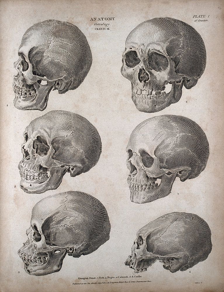 Human skulls: six examples, showing skulls of different racial types. Engraving by T. Milton, 1807.
