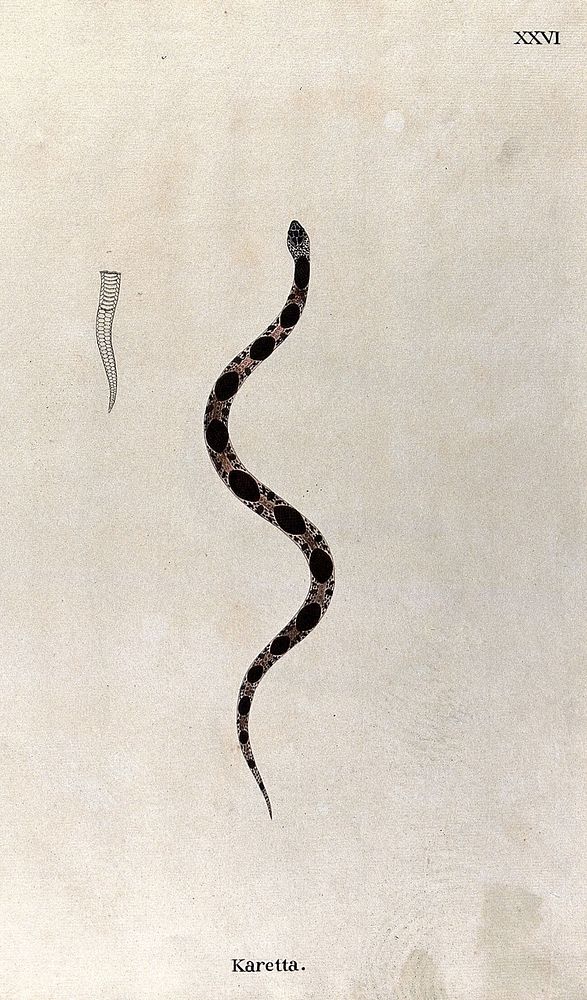 A snake, slender and pale brown in colour, with large dark brown oblong-shaped markings running along its back: includes an…