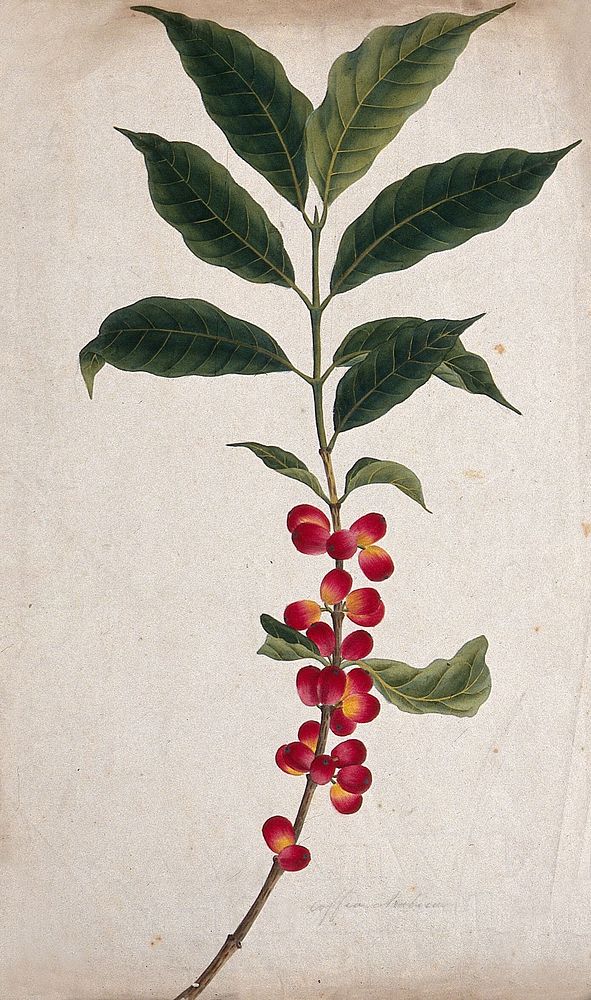 Coffee plant (Coffea arabica): fruiting stem. Watercolour, c.1823.