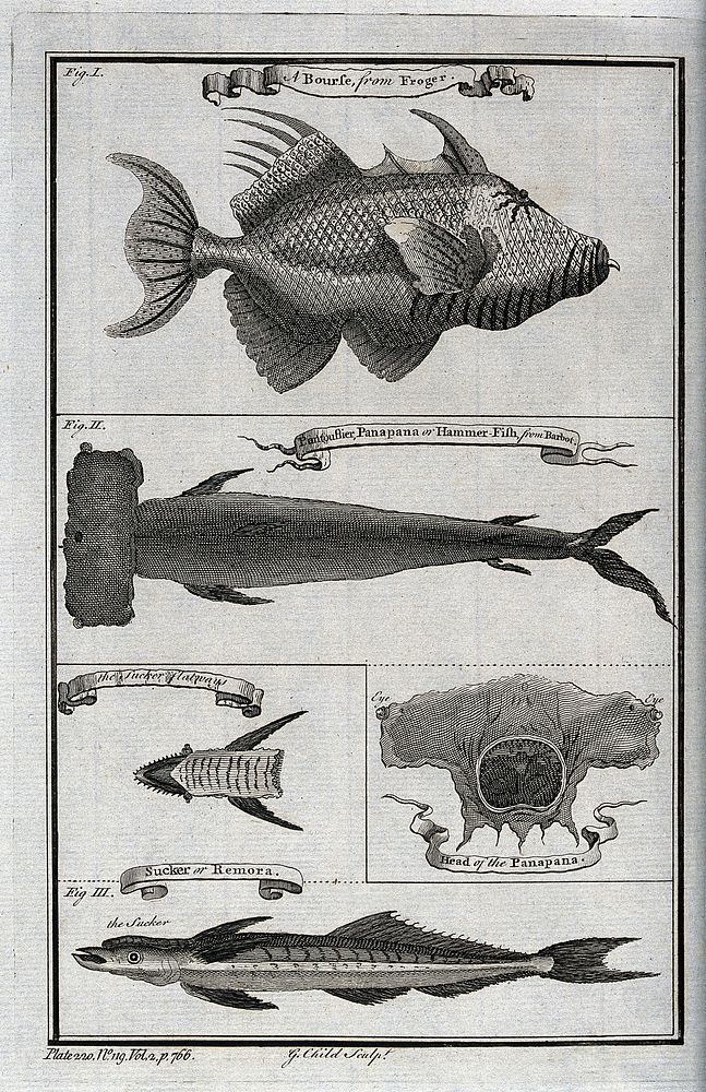 A variety of fish, including the hammer fish, a sucker flat ray and a sucker fish. Etching by G. Child.