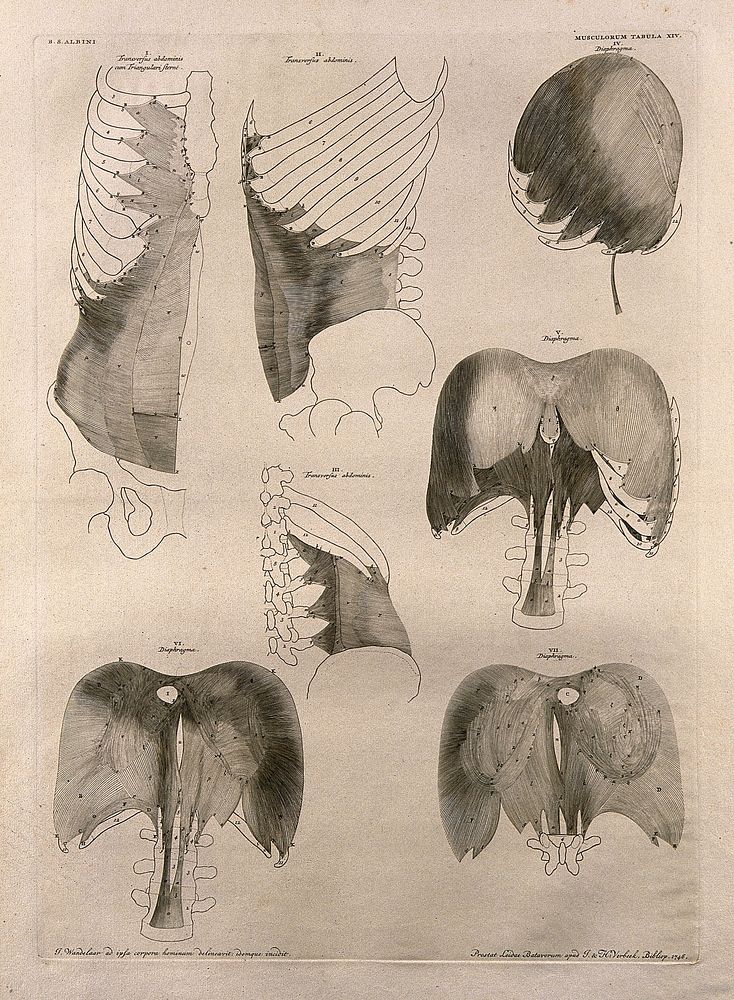 Muscles of the trunk and diaphragm: seven figures. Line engraving by J. Wandelaar, 1746.