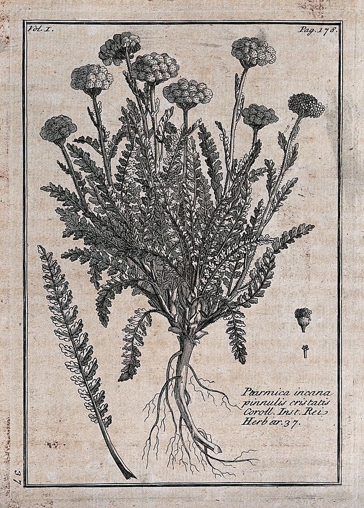 Yarrow (Achillea santolina): flowering plant with leaf and floral segments. Etching, c. 1718, after C. Aubriet.