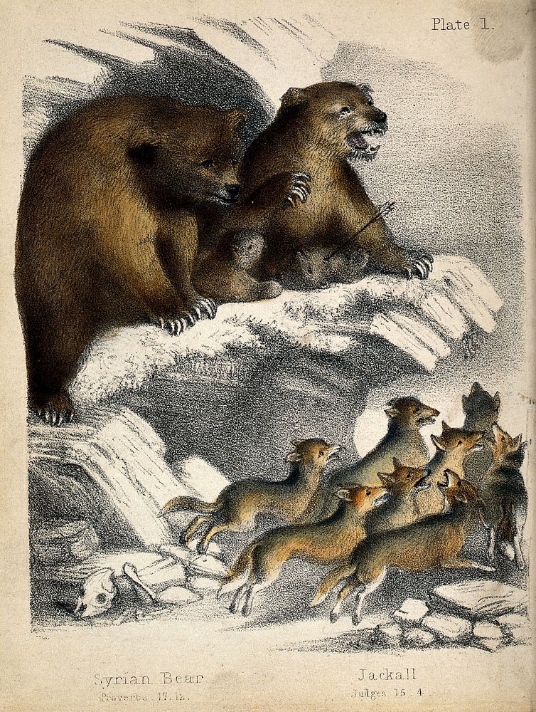 Above, a pair of bears with two cubs on a crag of a mountain with one bear roaring as one cub is killed by an arrow. Below…