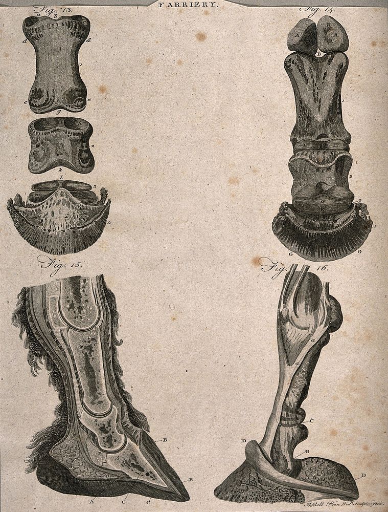 Horses' hooves: four dissections showing the anatomy of the ankle and foot of a horse. Line engraving with etching by A.…