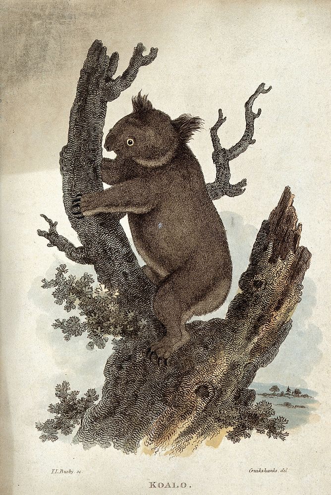 A koala bear climbing up a tree. Coloured etching by T. L. Busby after Cruikshanks.
