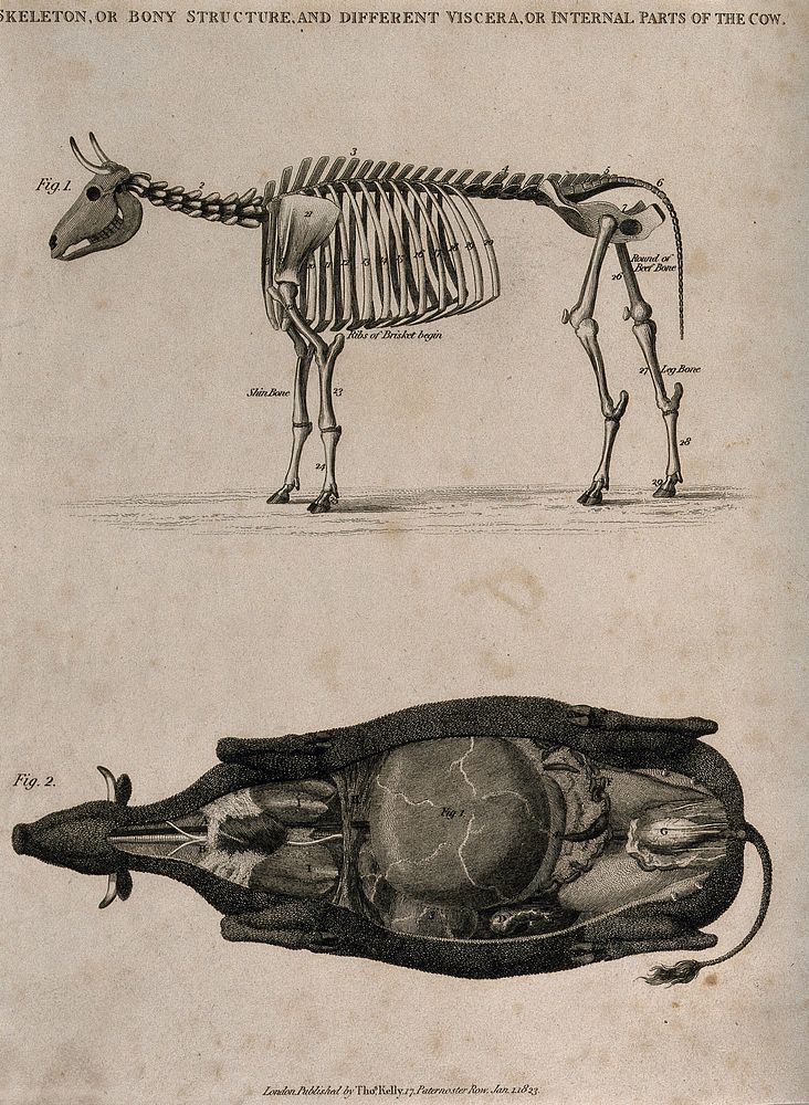 Skeleton and dissection of a cow: two figures, above, a side view of the skeleton, below, a dissection of the underside of a…
