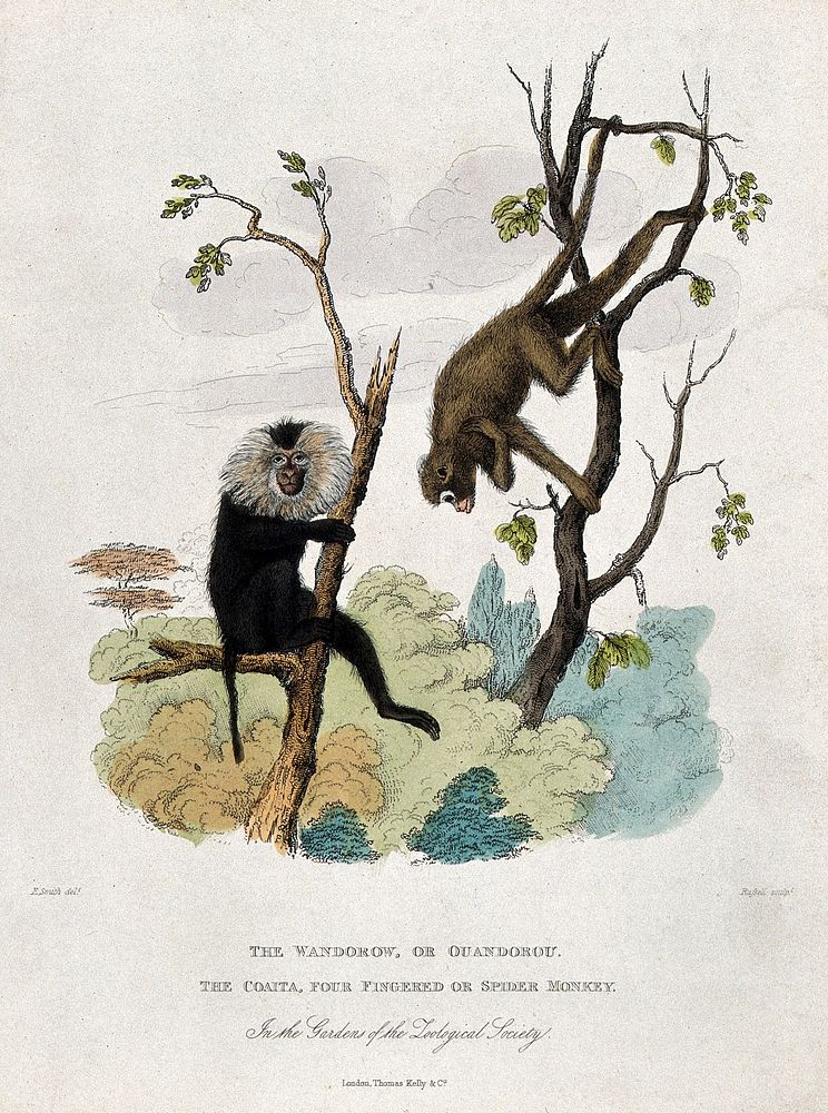 Zoological Society of London: a wandaroo and a langur climbing trees. Coloured etching by J. Russell after E. Smith.