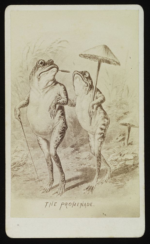 A male and female frog promenading. Photograph by J.P. Soule, ca. 1876, after a drawing.