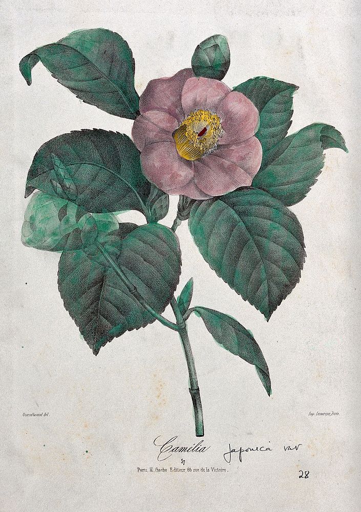 A camellia (Camellia japonica var.): flowering stem. Coloured lithograph, c. 1850, after Guenébeaud.