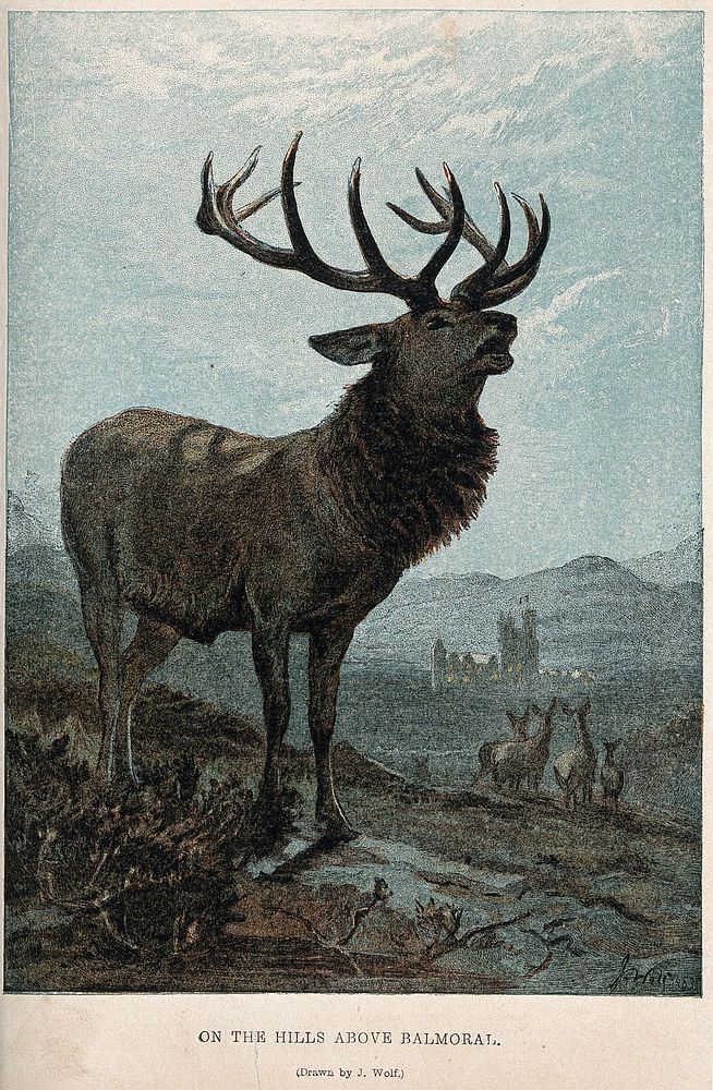 A red deer stag rutting on a hill by Balmoral Castle. Colour reproduction of a wood engraving after J Wolf, 1863.