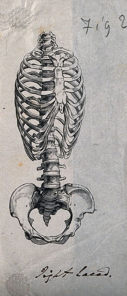 Bones of the ribcage and pelvis: two figures, showing the appearance of the ribcage and spine in both its natural state, and…