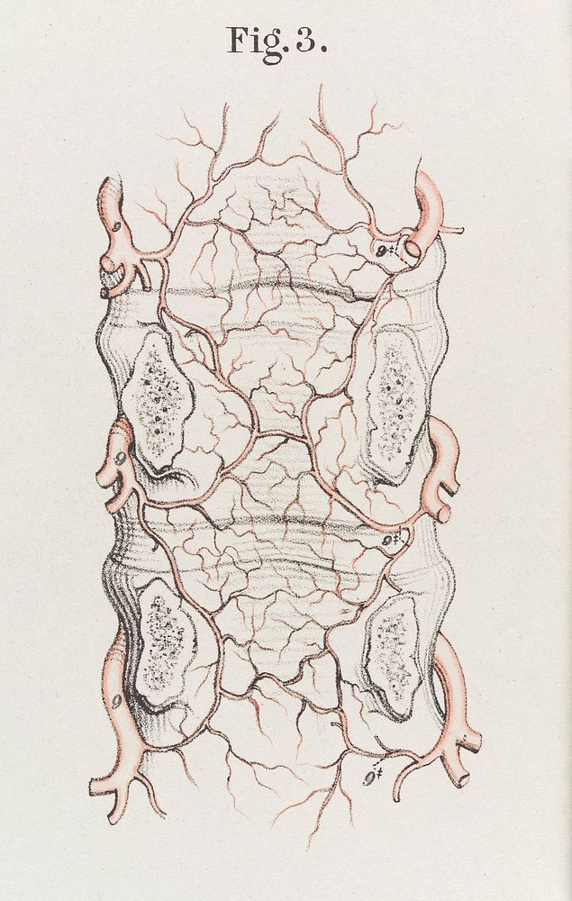 The anatomy of the arteries of the human body and its applications to pathology and operative surgery with a series of…