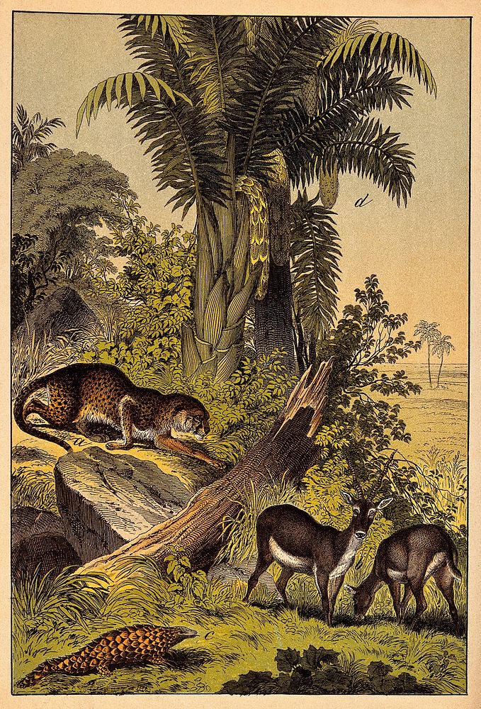 A leopard prowling about a group of antelopes in a jungle. Colour lithograph.