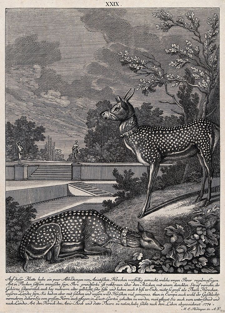 Two spotted Asian bucks in a landscape garden. Etching by M. E. Ridinger.