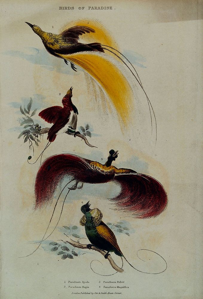 Four types of bird of paradise. Coloured etching.