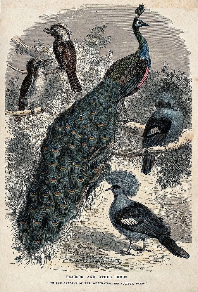 Gardens of the Acclimatisation Society in Paris: peacocks and other birds. Coloured wood engraving.