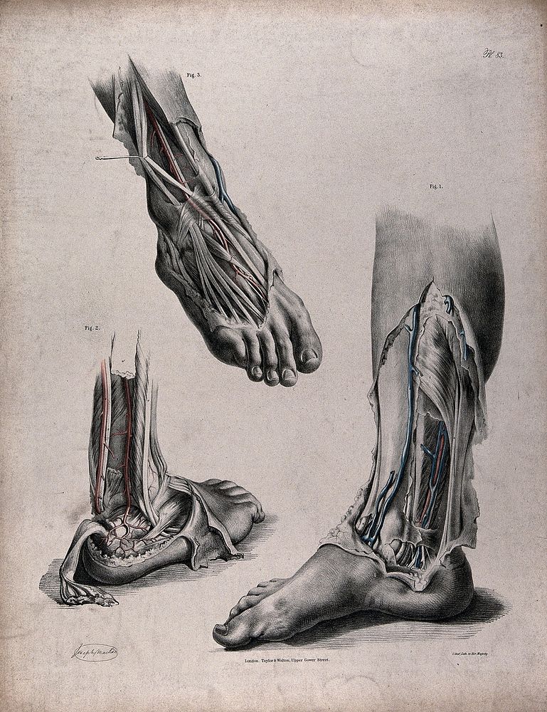 The circulatory system: dissections of the foot, lower leg and ankle, with arteries and veins indicated in red and blue.…