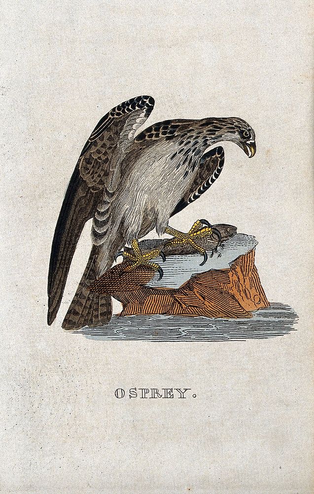 An osprey. Coloured engraving.