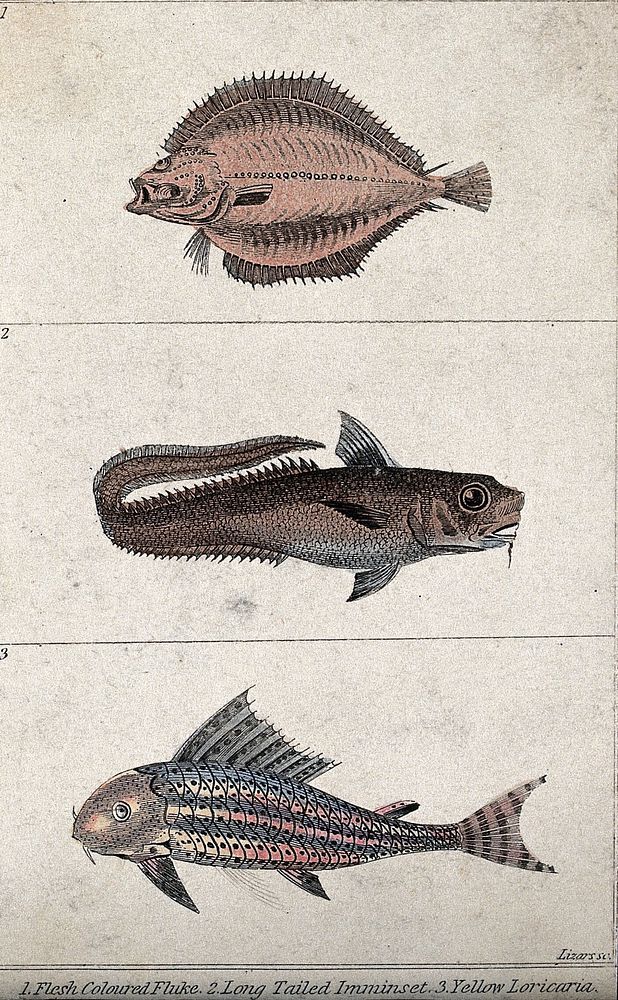 Above, a flesh coloured fluke; middle, a long tailed imminset; below, a yellow loricaria. Coloured engraving by W. H. Lizars.