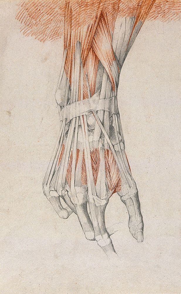 Muscles and tendons of the foot and hand: two figures. Red chalk and pencil drawing by or associated with A. Durelli, ca.…