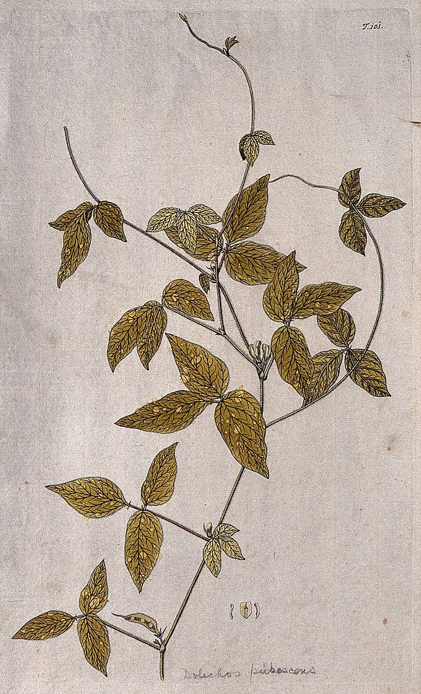 Dolichos pubescens: flowering and fruiting stem with separate floral segments. Coloured engraving after F. von Scheidl, 1772.