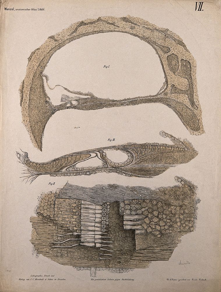 The ear: three diagrams showing the microscopic structure of ampulla of the semicircular canals. Colour lithograph by F.…