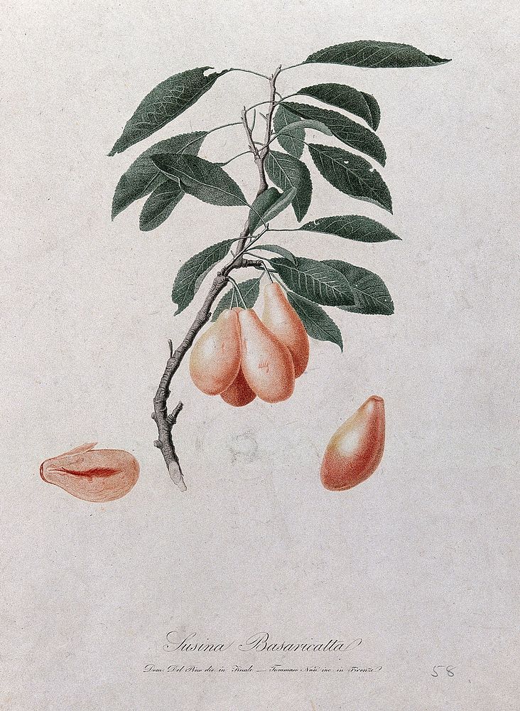 Plum (Prunus species): fruiting branch with sectioned fruit. Coloured stipple engraving by T. Nasi, c. 1817, after D. Del…