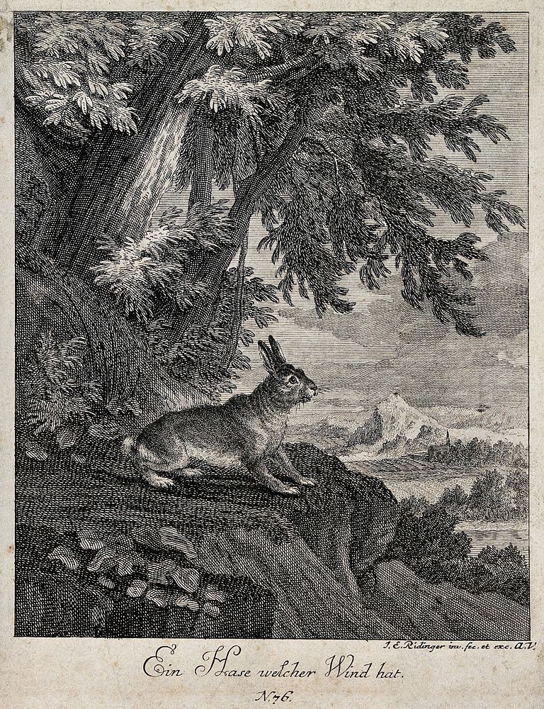 A hare standing on a rugged rock outside a forest getting wind of its environment. Etching by J.E. Ridinger.
