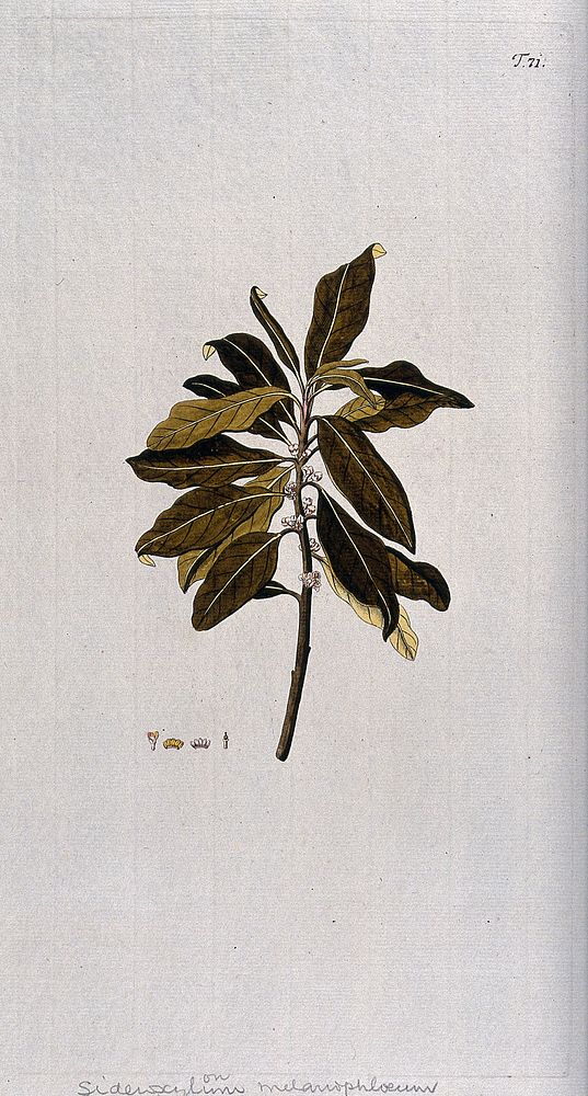 Myrsine melanophleos: flowering stem with separate floral segments. Coloured engraving after F. von Scheidl, 1770.
