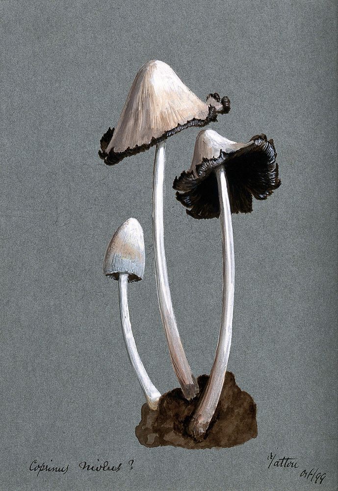 A fungus (Coprinus niveus): three fruiting bodies. Watercolour, 1899.