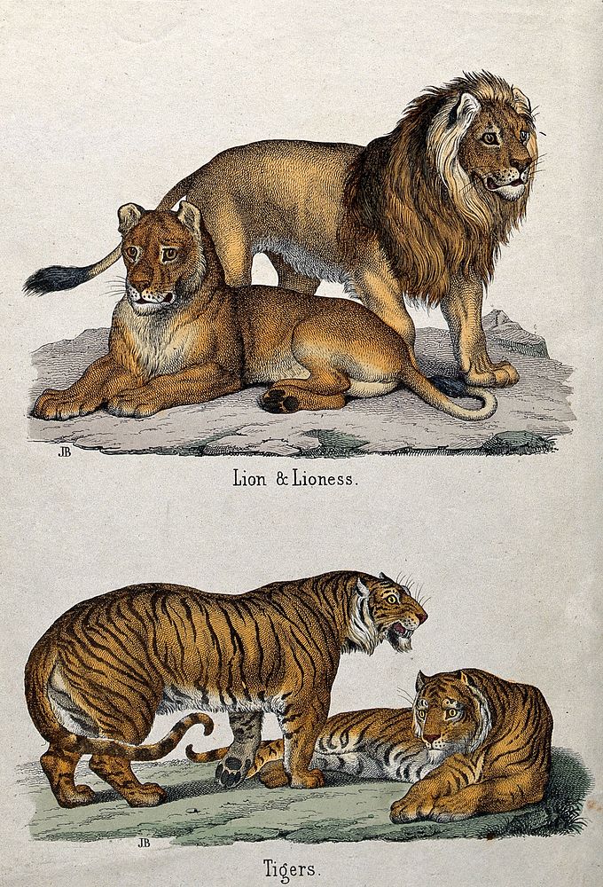Above, a lion and a lioness; below, two tigers. Coloured lithograph by B. Hummel after Jemima Blackburn.