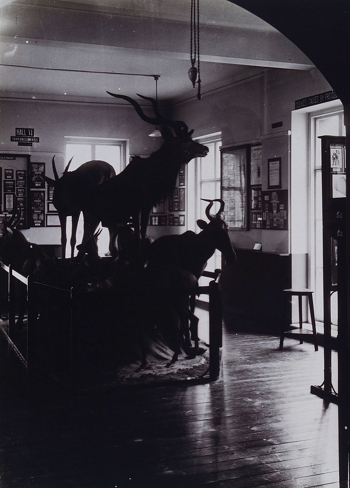 Wellcome Museum of Medical Science, Endsleigh Court, Endsleigh Gardens, London: a gallery on the ground floor. Photograph.