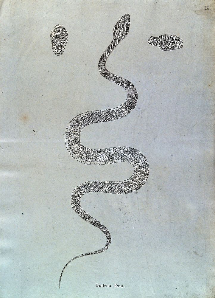 An Indian snake: Bodroo Pam. Engraving by Skelton, ca. 1796.