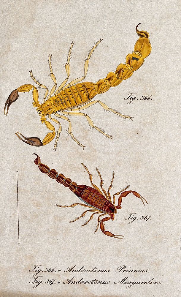 Two scorpions: Androctonus priamus and Androctonus margarelon. Coloured engraving.