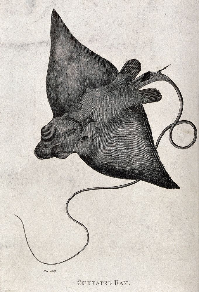 A guttated ray. Engraving by Hill.