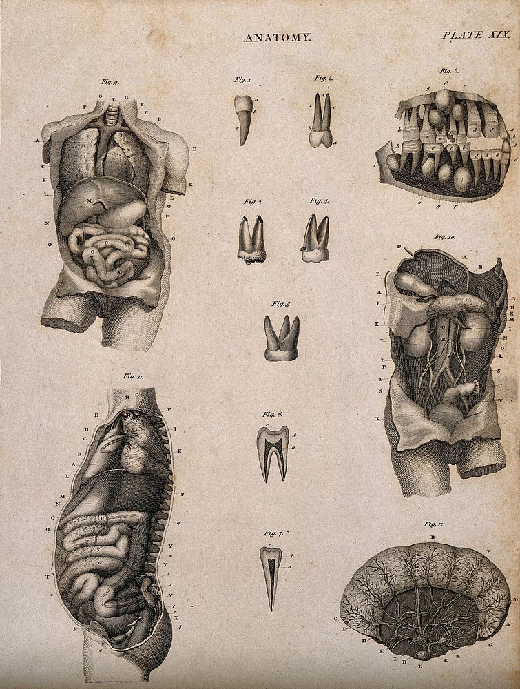 Digestive system: twelve figures, including teeth, intestines and colon. Line engraving by Kirkwood & Son, 1813.