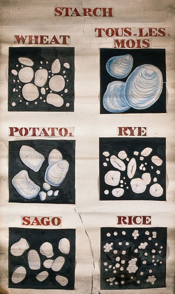 Comparative analyses of foodstuffs. Watercolours by W. Sowerby.