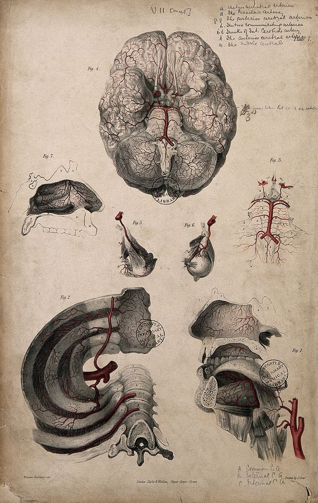 Blood-vessels of head and brain. Coloured lithograph by William Fairland, 1837.