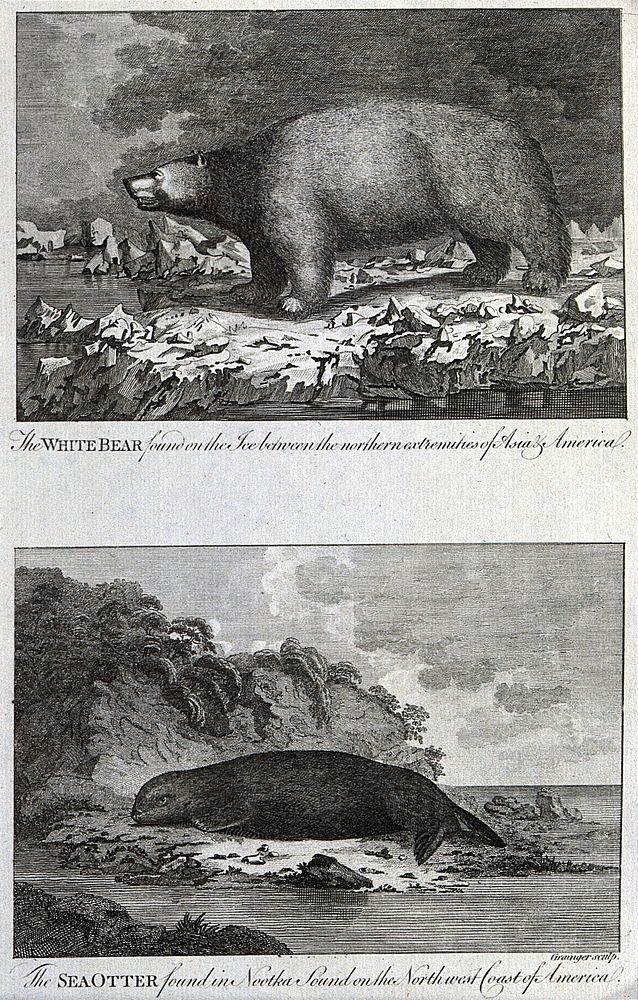 America: above, a white bear on an ice floe; below, a sea otter. Etching by W. Grainger.