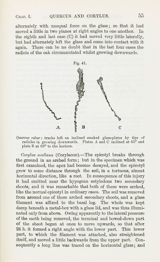 Illustrations from ch. 1 'Quercus and Corylus', in Darwin...