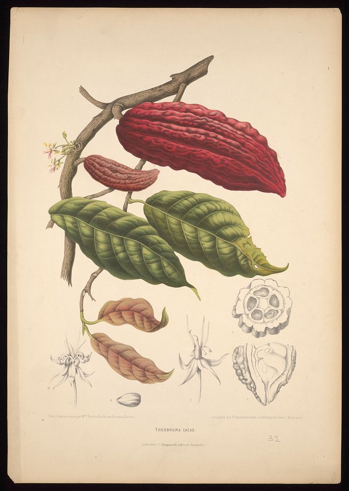 Cacao (Theobroma cacao L.): fruiting and flowering branch with separate numbered sections of flowers, fruit and seed.…
